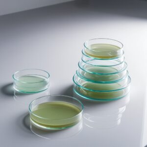 glass petri dish